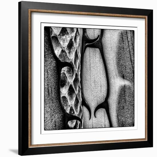 Rio Grande Valley, Texas, USA Aloe Vera plant with snakeskin.-Karen Ann Sullivan-Framed Photographic Print