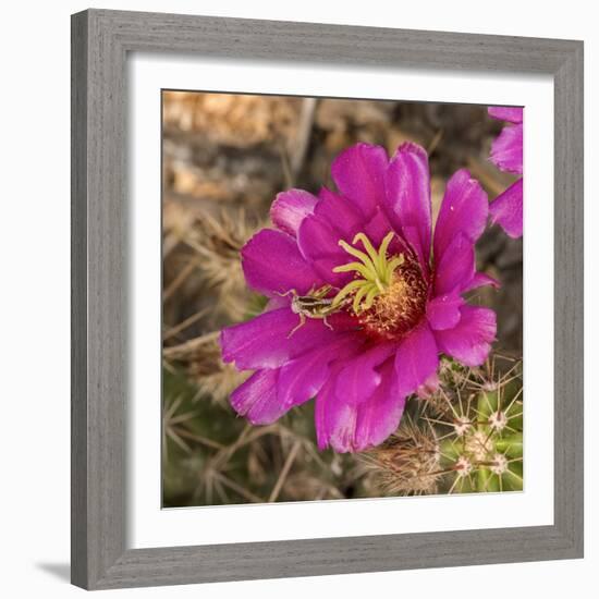 Rio Grande Valley, Texas, USA Strawberry Pitaya Cactus with grasshopper.-Karen Ann Sullivan-Framed Photographic Print