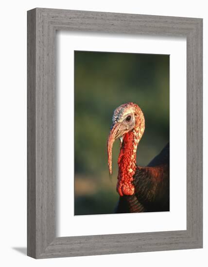 Rio Grande Wild Turkey Gobbler Portrait, Starr County, Texas-Richard and Susan Day-Framed Photographic Print