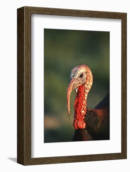 Rio Grande Wild Turkey Gobbler Portrait, Starr County, Texas-Richard and Susan Day-Framed Photographic Print