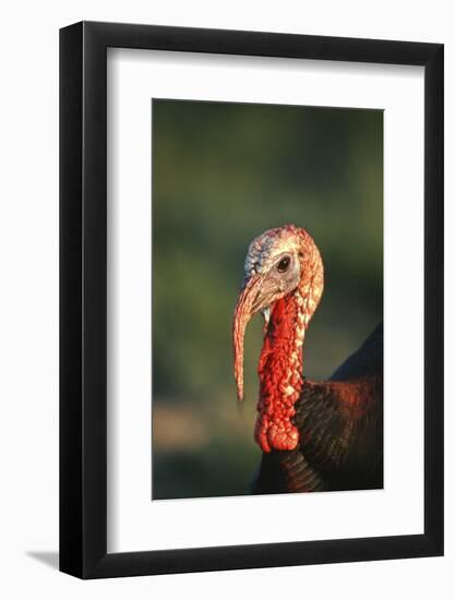 Rio Grande Wild Turkey Gobbler Portrait, Starr County, Texas-Richard and Susan Day-Framed Photographic Print