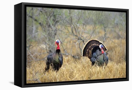 Rio Grande Wild Turkey Gobbler Strutting, Starr County, Texas-Richard and Susan Day-Framed Premier Image Canvas