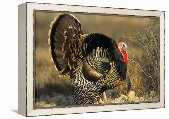 Rio Grande Wild Turkey Gobbler Strutting, Starr County, Texas-Richard and Susan Day-Framed Premier Image Canvas