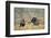 Rio Grande Wild Turkey Gobbler Strutting, Starr County, Texas-Richard and Susan Day-Framed Photographic Print