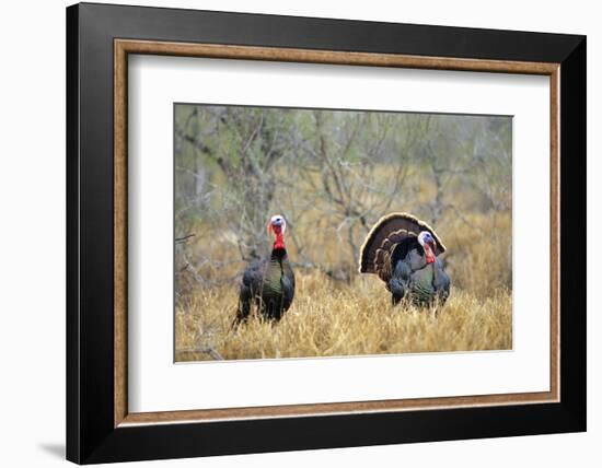 Rio Grande Wild Turkey Gobbler Strutting, Starr County, Texas-Richard and Susan Day-Framed Photographic Print