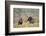 Rio Grande Wild Turkey Gobbler Strutting, Starr County, Texas-Richard and Susan Day-Framed Photographic Print