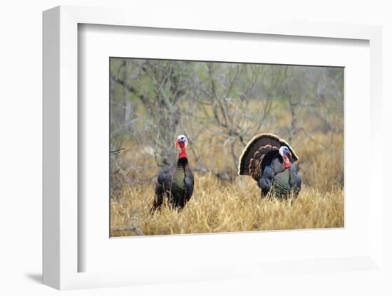 Rio Grande Wild Turkey Gobbler Strutting, Starr County, Texas-Richard and Susan Day-Framed Photographic Print