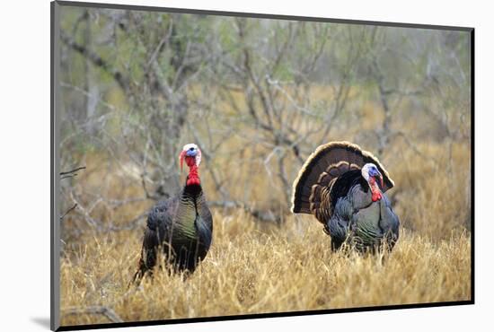 Rio Grande Wild Turkey Gobbler Strutting, Starr County, Texas-Richard and Susan Day-Mounted Photographic Print