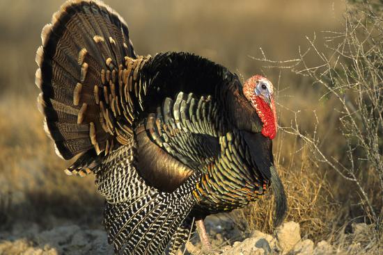 Rio Grande Wild Turkey Gobbler Strutting Starr County Texas Photographic Print Richard And Susan Day Art Com Rio Grande Wild Turkey Gobbler Strutting Starr County Texas Photographic Print Richard And Susan Day Art Com