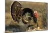 Rio Grande Wild Turkey Gobbler Strutting, Starr County, Texas-Richard and Susan Day-Mounted Photographic Print