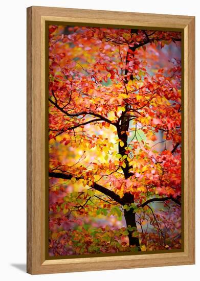 Rio Samba-Philippe Sainte-Laudy-Framed Premier Image Canvas