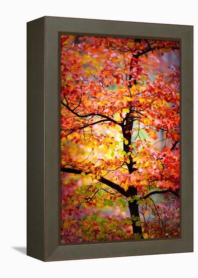 Rio Samba-Philippe Sainte-Laudy-Framed Premier Image Canvas