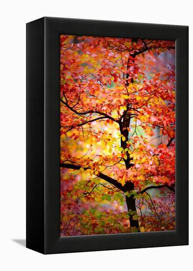 Rio Samba-Philippe Sainte-Laudy-Framed Premier Image Canvas