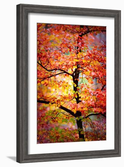 Rio Samba-Philippe Sainte-Laudy-Framed Photographic Print