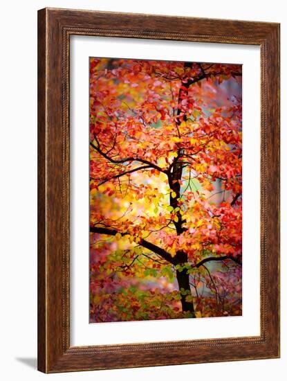 Rio Samba-Philippe Sainte-Laudy-Framed Photographic Print