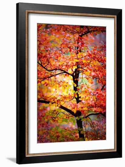 Rio Samba-Philippe Sainte-Laudy-Framed Photographic Print