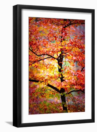 Rio Samba-Philippe Sainte-Laudy-Framed Photographic Print