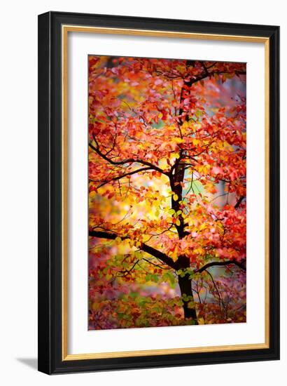 Rio Samba-Philippe Sainte-Laudy-Framed Photographic Print