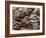 Ripe Artichoke, Tuscany, Italy-Adam Jones-Framed Photographic Print