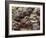 Ripe Artichoke, Tuscany, Italy-Adam Jones-Framed Photographic Print