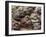 Ripe Artichoke, Tuscany, Italy-Adam Jones-Framed Photographic Print