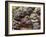 Ripe Artichoke, Tuscany, Italy-Adam Jones-Framed Photographic Print