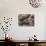 Ripe Artichoke, Tuscany, Italy-Adam Jones-Photographic Print displayed on a wall