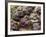 Ripe Artichoke, Tuscany, Italy-Adam Jones-Framed Photographic Print