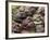 Ripe Artichoke, Tuscany, Italy-Adam Jones-Framed Photographic Print