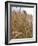 Ripe Barley Ears in the Field-Peter Rees-Framed Photographic Print