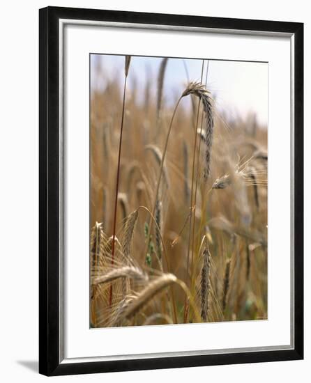 Ripe Barley Ears in the Field-Peter Rees-Framed Photographic Print