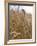 Ripe Barley Ears in the Field-Peter Rees-Framed Photographic Print