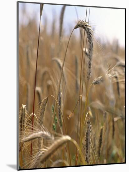 Ripe Barley Ears in the Field-Peter Rees-Mounted Photographic Print