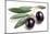 Ripe Black Olives with Leaves on a White Background-Volff-Mounted Photographic Print