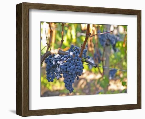 Ripe Bunches of Merlot Grapes, Chateau La Grave Figeac, Saint Emilion, Bordeaux, France-Per Karlsson-Framed Photographic Print