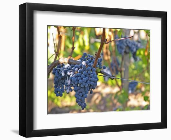 Ripe Bunches of Merlot Grapes, Chateau La Grave Figeac, Saint Emilion, Bordeaux, France-Per Karlsson-Framed Photographic Print