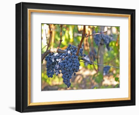 Ripe Bunches of Merlot Grapes, Chateau La Grave Figeac, Saint Emilion, Bordeaux, France-Per Karlsson-Framed Photographic Print