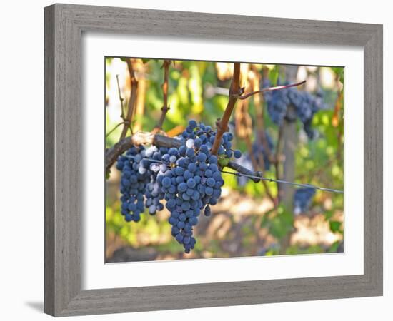 Ripe Bunches of Merlot Grapes, Chateau La Grave Figeac, Saint Emilion, Bordeaux, France-Per Karlsson-Framed Photographic Print