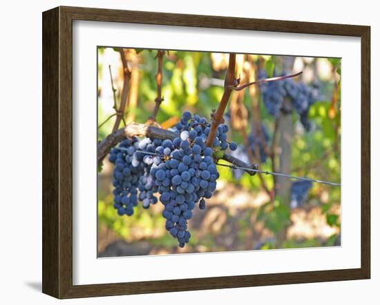 Ripe Bunches of Merlot Grapes, Chateau La Grave Figeac, Saint Emilion, Bordeaux, France-Per Karlsson-Framed Photographic Print