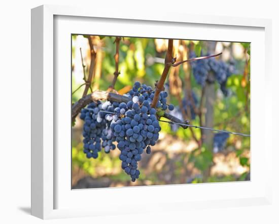 Ripe Bunches of Merlot Grapes, Chateau La Grave Figeac, Saint Emilion, Bordeaux, France-Per Karlsson-Framed Photographic Print