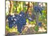 Ripe Bunches of Merlot Grapes, Chateau La Grave Figeac, Saint Emilion, Bordeaux, France-Per Karlsson-Mounted Photographic Print