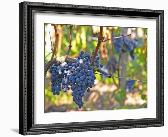 Ripe Bunches of Merlot Grapes, Chateau La Grave Figeac, Saint Emilion, Bordeaux, France-Per Karlsson-Framed Photographic Print