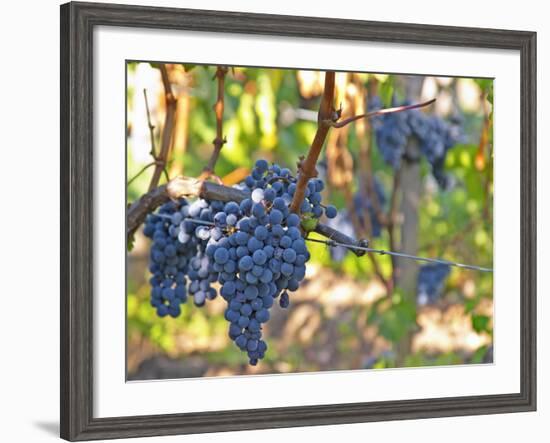 Ripe Bunches of Merlot Grapes, Chateau La Grave Figeac, Saint Emilion, Bordeaux, France-Per Karlsson-Framed Photographic Print