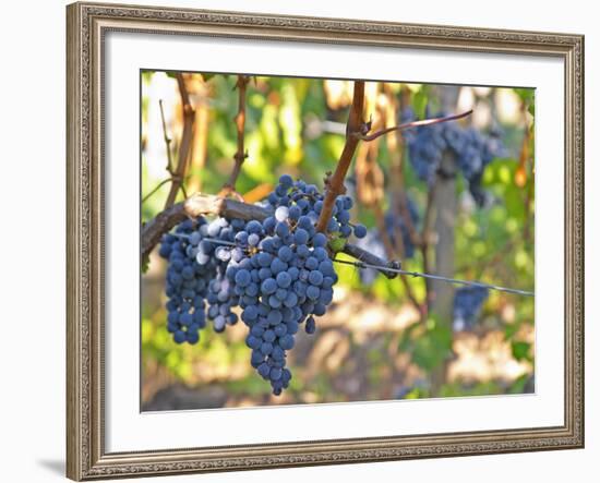 Ripe Bunches of Merlot Grapes, Chateau La Grave Figeac, Saint Emilion, Bordeaux, France-Per Karlsson-Framed Photographic Print