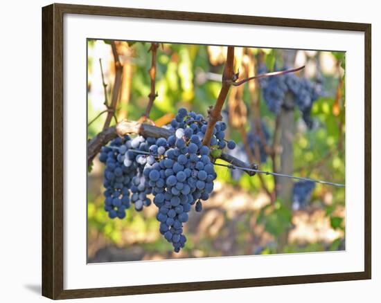 Ripe Bunches of Merlot Grapes, Chateau La Grave Figeac, Saint Emilion, Bordeaux, France-Per Karlsson-Framed Photographic Print