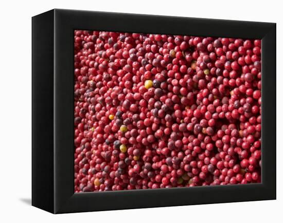 Ripe Coffee Beans, Recuca Coffee Plantation, Near Armenia, Colombia, South America-Ethel Davies-Framed Premier Image Canvas