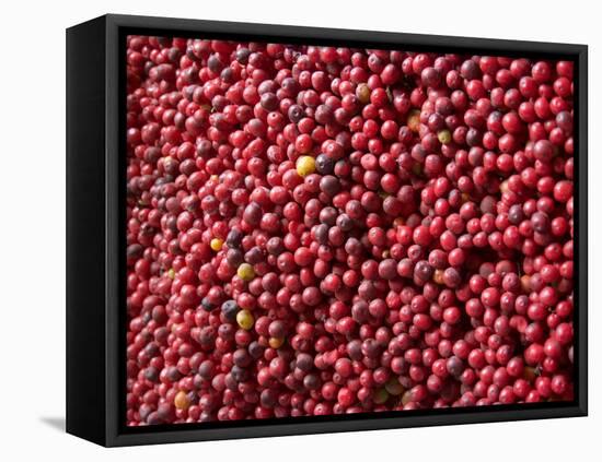 Ripe Coffee Beans, Recuca Coffee Plantation, Near Armenia, Colombia, South America-Ethel Davies-Framed Premier Image Canvas