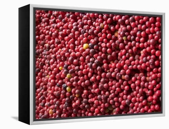 Ripe Coffee Beans, Recuca Coffee Plantation, Near Armenia, Colombia, South America-Ethel Davies-Framed Premier Image Canvas