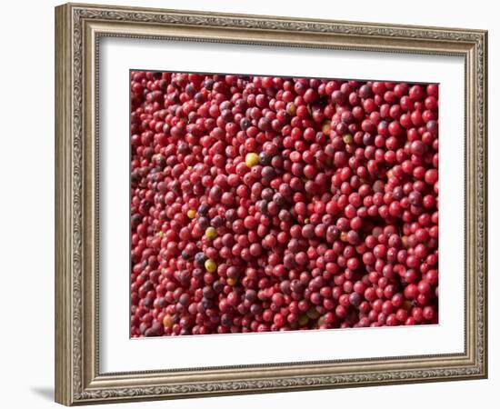 Ripe Coffee Beans, Recuca Coffee Plantation, Near Armenia, Colombia, South America-Ethel Davies-Framed Photographic Print