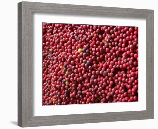 Ripe Coffee Beans, Recuca Coffee Plantation, Near Armenia, Colombia, South America-Ethel Davies-Framed Photographic Print